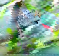 Satinbird Stroll - Events Australia