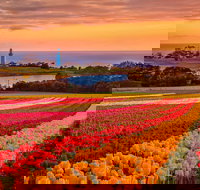 Table Cape - Events Australia