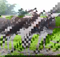 The Good Samaritan Donkey Sanctuary - Events Australia