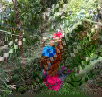 TreeTop Challenge - Sunshine Coast - Events Australia