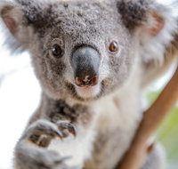 Wild Life Sydney Zoo - Events Australia