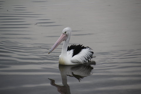 Woolley's Beach Walk - Events Australia 1