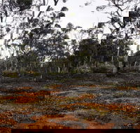 Woylie Walk Dryandra Woodland - Events Australia