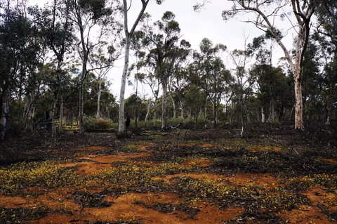 Woylie Walk, Dryandra Woodland - Events Australia 0