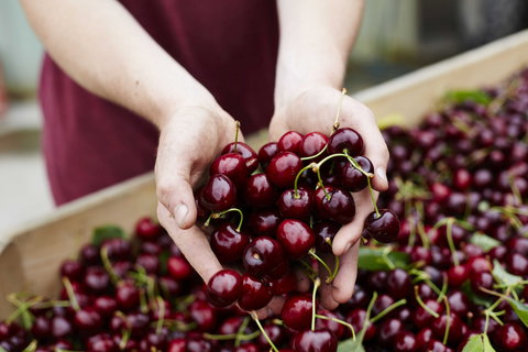 Yarra Valley Cherries - Events Australia 0