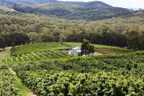 Yarra Valley Cherries - Events Australia 2