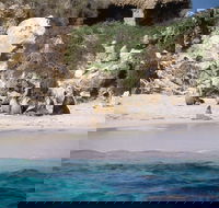 Australian Sea Lions - Accommodation Europe