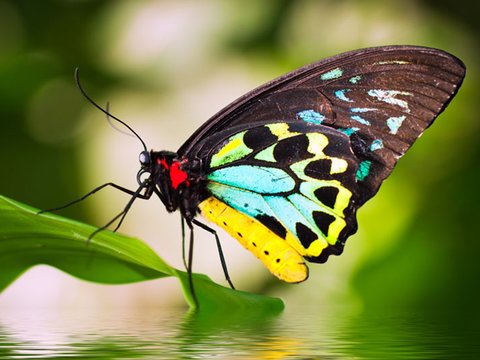 Australian Butterfly Sanctuary - Events Australia 1