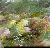 Ben Hall's Cave Walking Track - Tourism Bookings