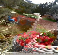 Blue Hills Berries and Cherries - Events Australia