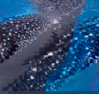 Coastal Water Dive - Events Australia