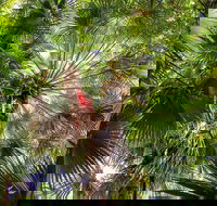 Depot Beach Rainforest Walk - Events Australia