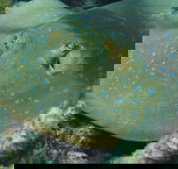 Fitzroy Island Dive Site - Events Australia