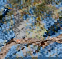 Greenough River Nature Trail - Events Australia