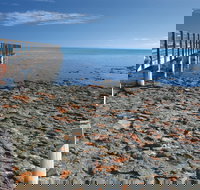 Hamelin Pool Stromatolites - Events Australia