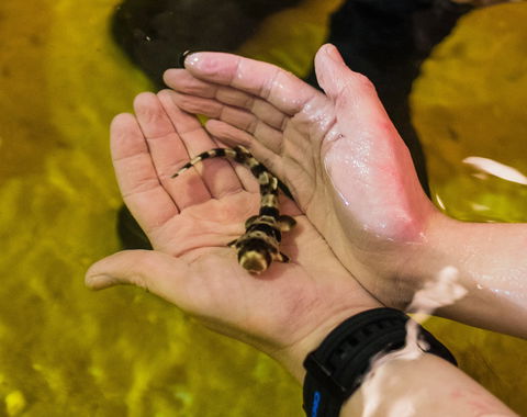 Irukandji Shark And Ray Encounters - Events Australia 0