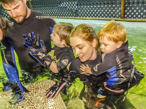 Irukandji Shark And Ray Encounters - Events Australia 1