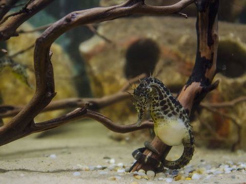 Irukandji Shark And Ray Encounters - Events Australia 2