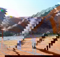 Kuniya walk to Mutitjulu Waterhole - Events Australia