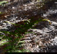 Langwarrin Flora and Fauna Reserve Walking Trails - Accommodation Europe