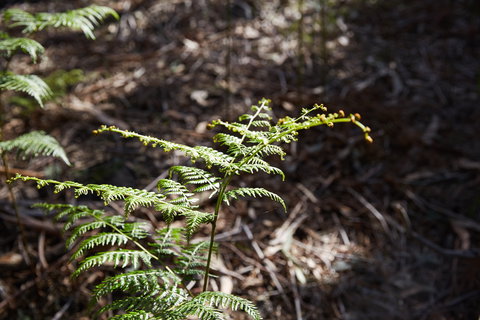 Langwarrin Flora And Fauna Reserve Walking Trails - Events Australia 0