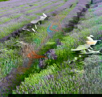 Lavandula Swiss Italian Farm - Events Australia