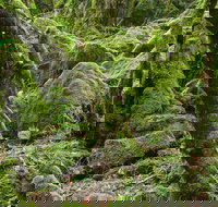 Lyrebird Walking Track - Events Australia