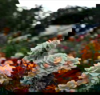 Newtown Park State Rose Garden - Events Australia