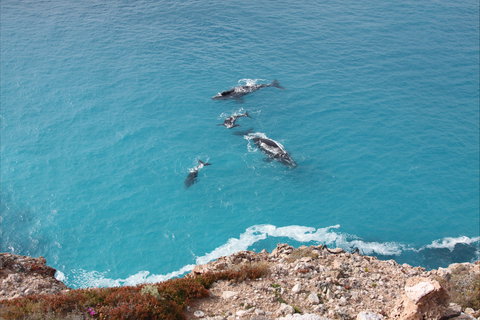 Nullarbor National Park - Events Australia 0