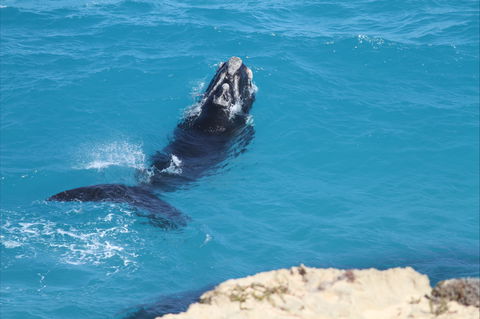 Nullarbor National Park - Events Australia 2