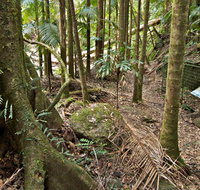 Palm Forest Walking Track - Tourism Bookings