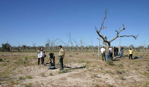 Sturt's Tree Walk - Events Australia 0
