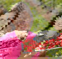 The Super Strawberry - Events Australia