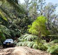 Wadbilliga Road drive - Tourism Bookings