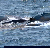 Gerringong Whale Watching Platform - Events Australia