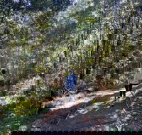Lyrebird Circuit Walk - Events Australia