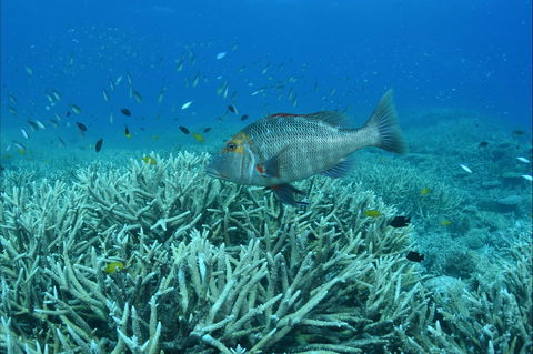 Pams Point - Events Australia 1