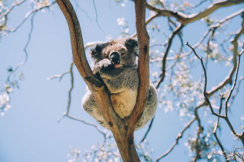 Samford Conservation Park And Bunyaville Conservation Park - Events Australia 2