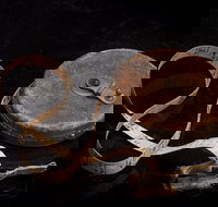 Shellharbour City Museum formerly Tongarra Museum - Events Australia