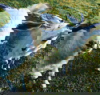 Splitters Farm - Events Australia