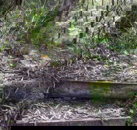 Tea Tree Falls Walking Track - Events Australia