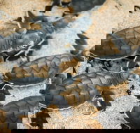 Turtle Nesting Season - Events Australia