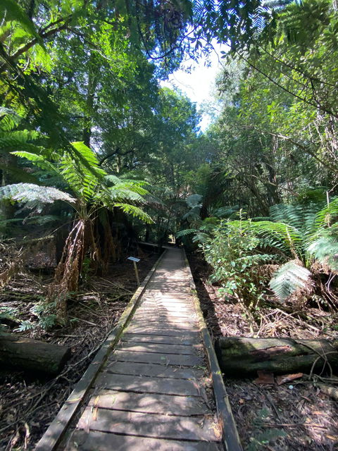 Wirrawilla Rainforest Walk - Events Australia 0