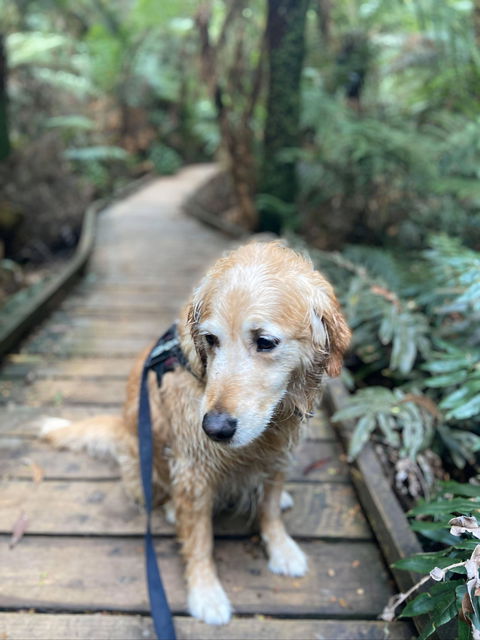 Wirrawilla Rainforest Walk - Events Australia 1