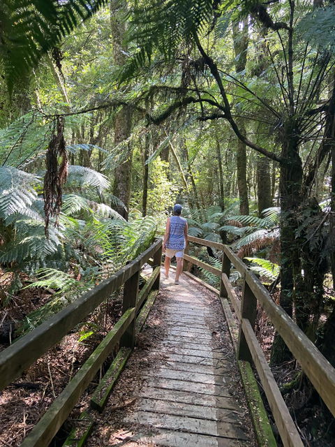 Wirrawilla Rainforest Walk - Events Australia 2