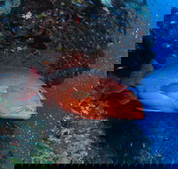 Anchor Bommie Dive Site - Events Australia