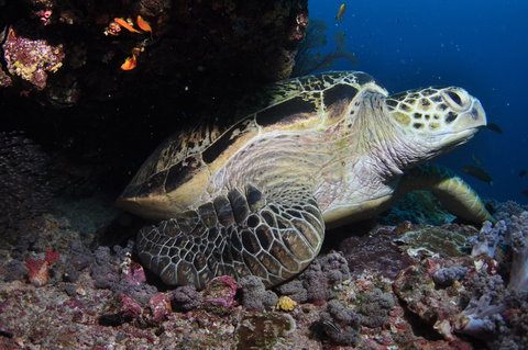 Anchor Bommie Dive Site - Events Australia 2