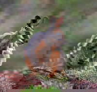 Arkaroola Wilderness Sanctuary - Events Australia