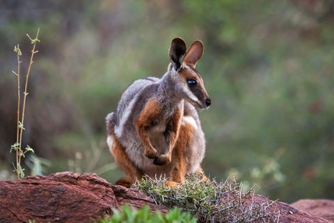 Arkaroola Wilderness Sanctuary - Events Australia 0