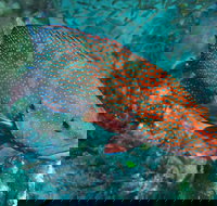 Cobia Hole Dive Site - Events Australia